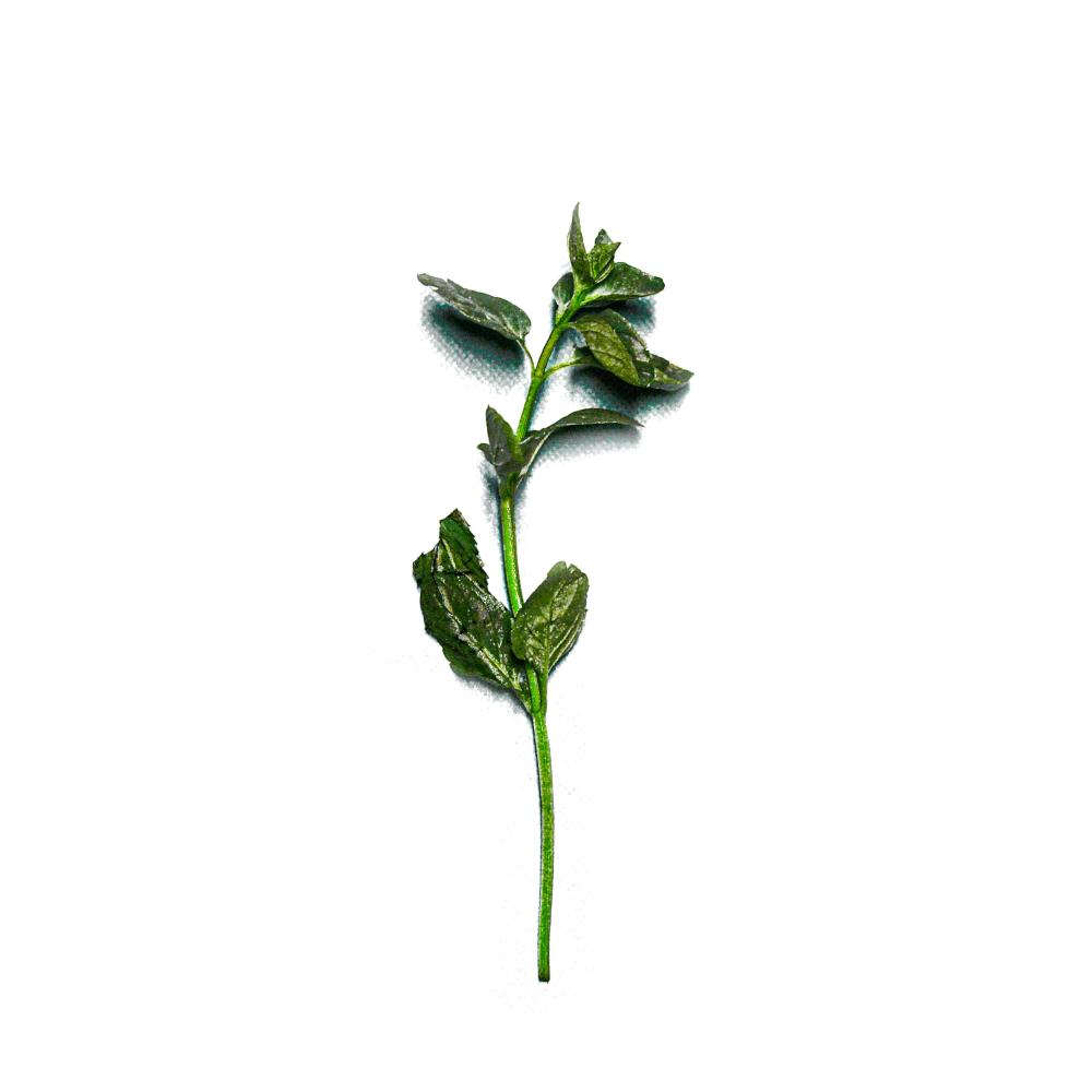 Mint (feat. Lil Waterboi) (Explicit)