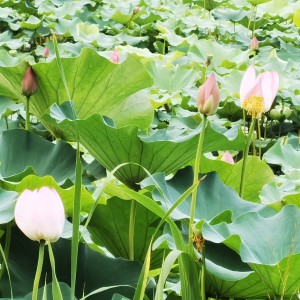 Listen to 夏荷 (完整版) song with lyrics from 缪生勤