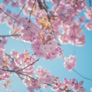 ดาวน์โหลดและฟังเพลง Spring Poem พร้อมเนื้อเพลงจาก BigRicePiano