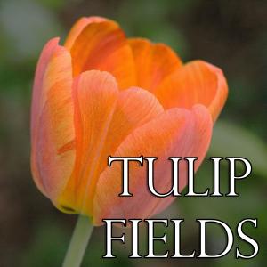 John Grant的專輯Tulip Fields