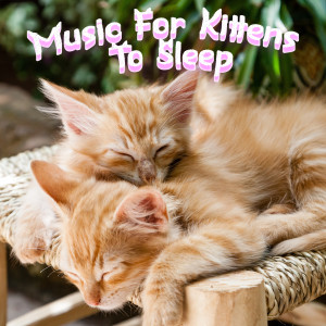 Ambient Piano Music For Sleeping Kittens