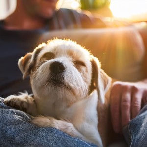 Ruido de Colores Radio 1的專輯Melodías De Cola: Sonidos Calmantes Para Perros