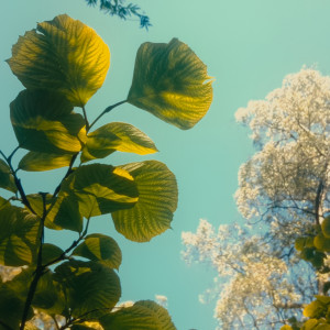 收聽Navy Jones的Thy Works, Not Mine, O Christ歌詞歌曲