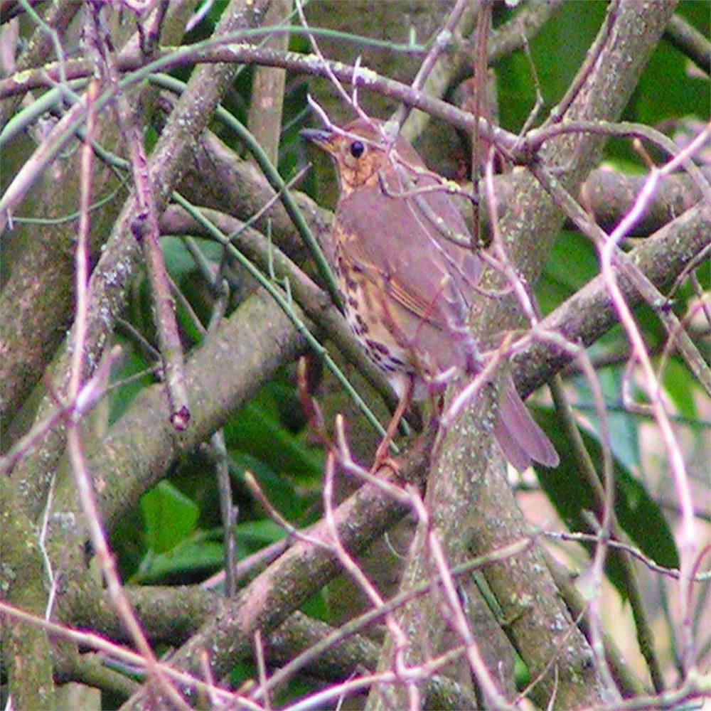 Song Thrush Calls