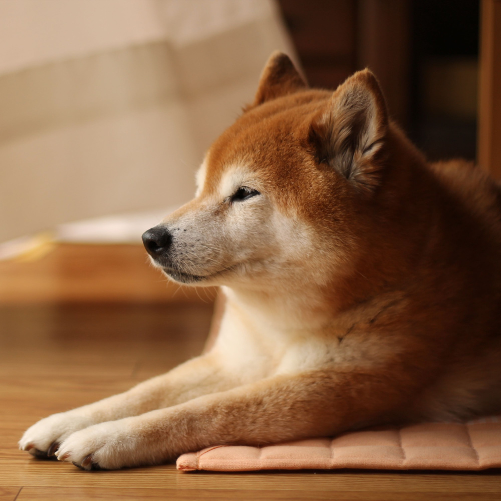 Dogs' Tranquil Journey to Zen