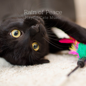 Chill My Pooch的专辑Rain of Peace: Playful Cats Music