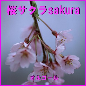 ดาวน์โหลดและฟังเพลง Sakura No Ame (Music Box) พร้อมเนื้อเพลงจาก Orgel Sound J-Pop