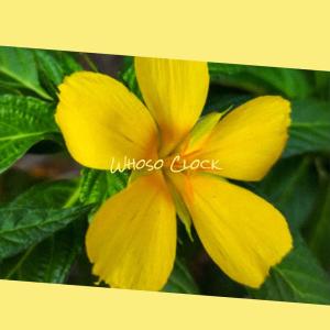 Listen to Near Wherewithal song with lyrics from Jary Mert