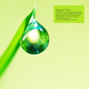 ดาวน์โหลดและฟังเพลง My True Wish พร้อมเนื้อเพลงจาก Ko Belhwa