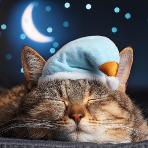 Cat Music Studio的專輯Music For Cats And Their Cozy Moments