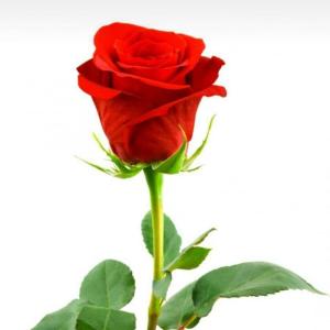Listen to Asik (Acoustic) song with lyrics from Kinara