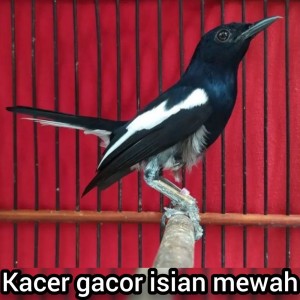 Listen to Kacer Gacor Isian Mewah (Live) song with lyrics from master kacer 87