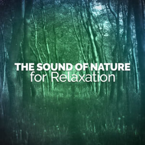 ดาวน์โหลดและฟังเพลง Wood Birds พร้อมเนื้อเพลงจาก Healing Sounds for Deep Sleep and Relaxation