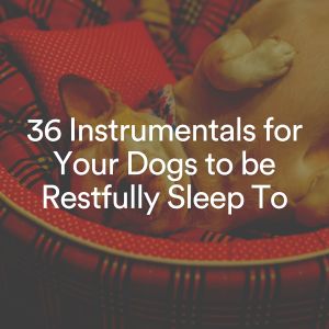 Dog Sleep Academy的专辑36 Instrumentals for Your Dogs to be Restfully Sleep To