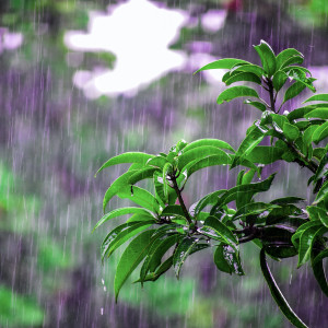 Album Nature Rain from Alexis Keys