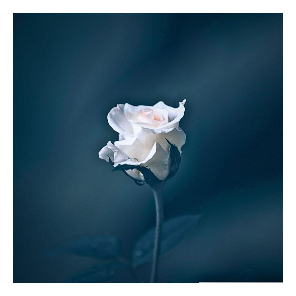 Rose White