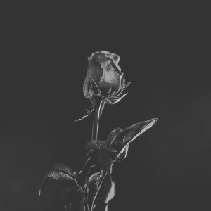 Dengarkan lagu Dying in Designer (Explicit) nyanyian Zach Salter dengan lirik