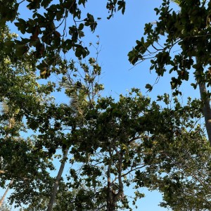 ดาวน์โหลดและฟังเพลง sekeras batu พร้อมเนื้อเพลงจาก Alfin