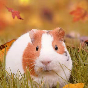 Listen to 他会魔法吧 song with lyrics from 简志雪