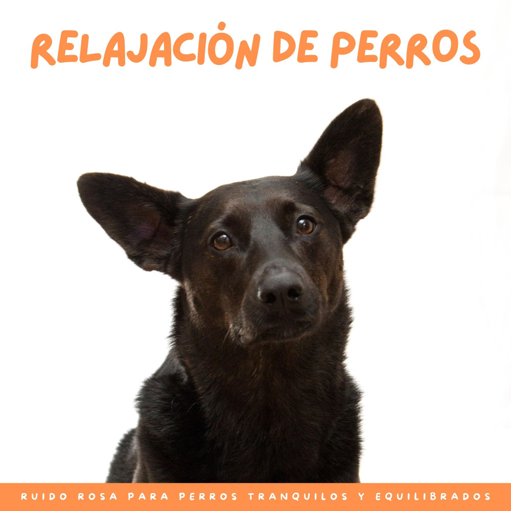 Armonía Canina Serena