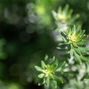 收聽Ambiente的Claridad Cristalina歌詞歌曲