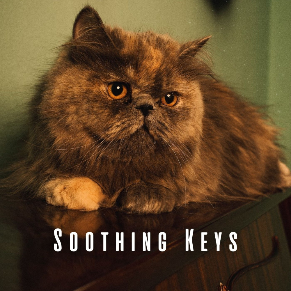 Catnap Composure in Piano Sounds