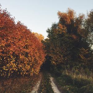 ดาวน์โหลดและฟังเพลง Young Tree พร้อมเนื้อเพลงจาก Relaxing Music