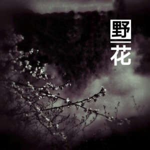 ดาวน์โหลดและฟังเพลง 野花 (伴奏) พร้อมเนื้อเพลงจาก 米多音乐