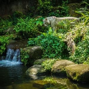 Niita的專輯Tiger In The Wilderness