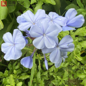 Listen to 雨的印记 song with lyrics from 轻松音乐