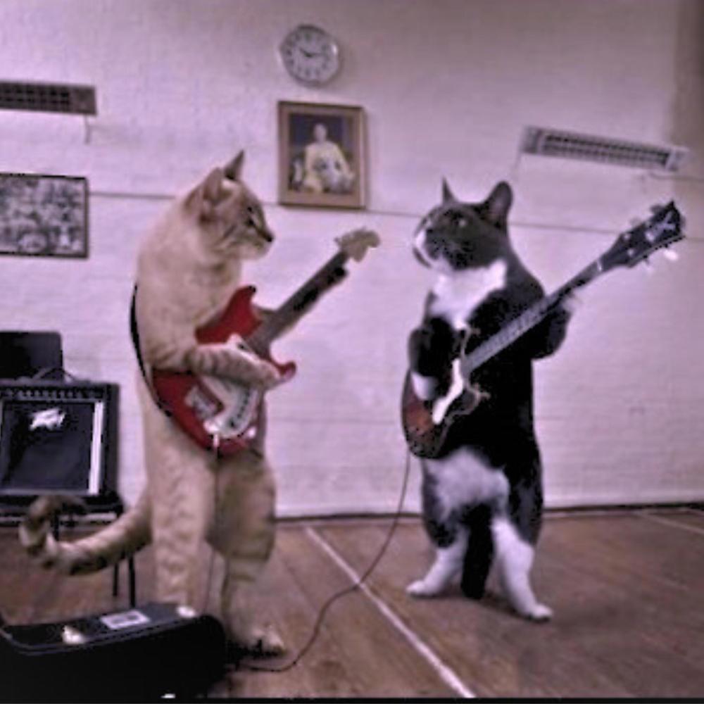 La Cumbia del Gato