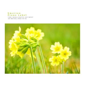 Album Sweet Piano Collection for Insomnia from Various Artists
