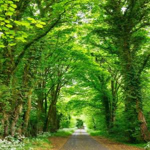 Listen to Let Your Mind Relax song with lyrics from Deep Sleep