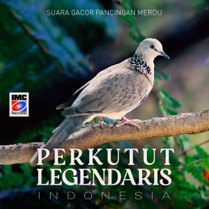 Dengarkan Suara Burung Perkutut Legendaris (Kicau Gacor Pancingan Merdu) lagu dari Aneka Burung IMC dengan lirik