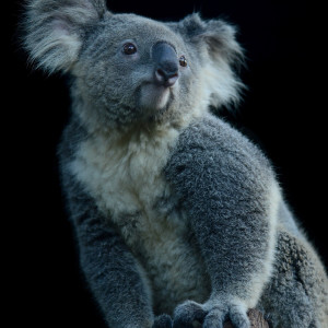 收聽The Golden Islands的Vallis Alpes歌詞歌曲