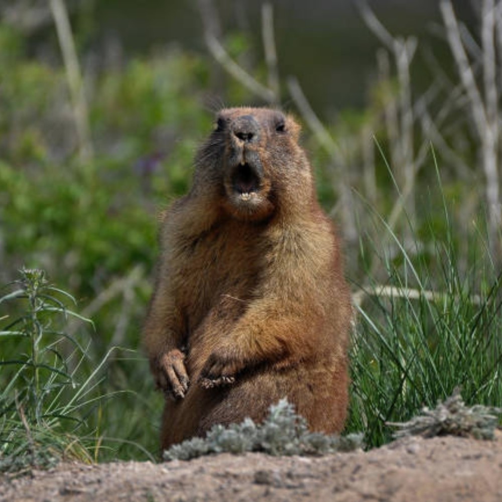 Woodchuck Song