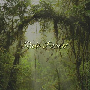 Listen to Rain Forest (完整版) song with lyrics from Starrysea