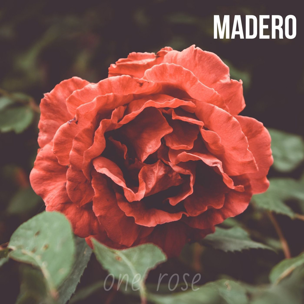 One Rose