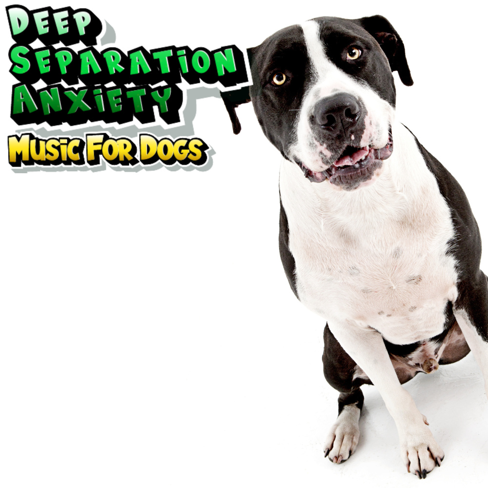 Soft Music for Dogs