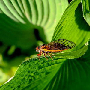 Song of Stillness: Meditation with Cicada Soundscapes