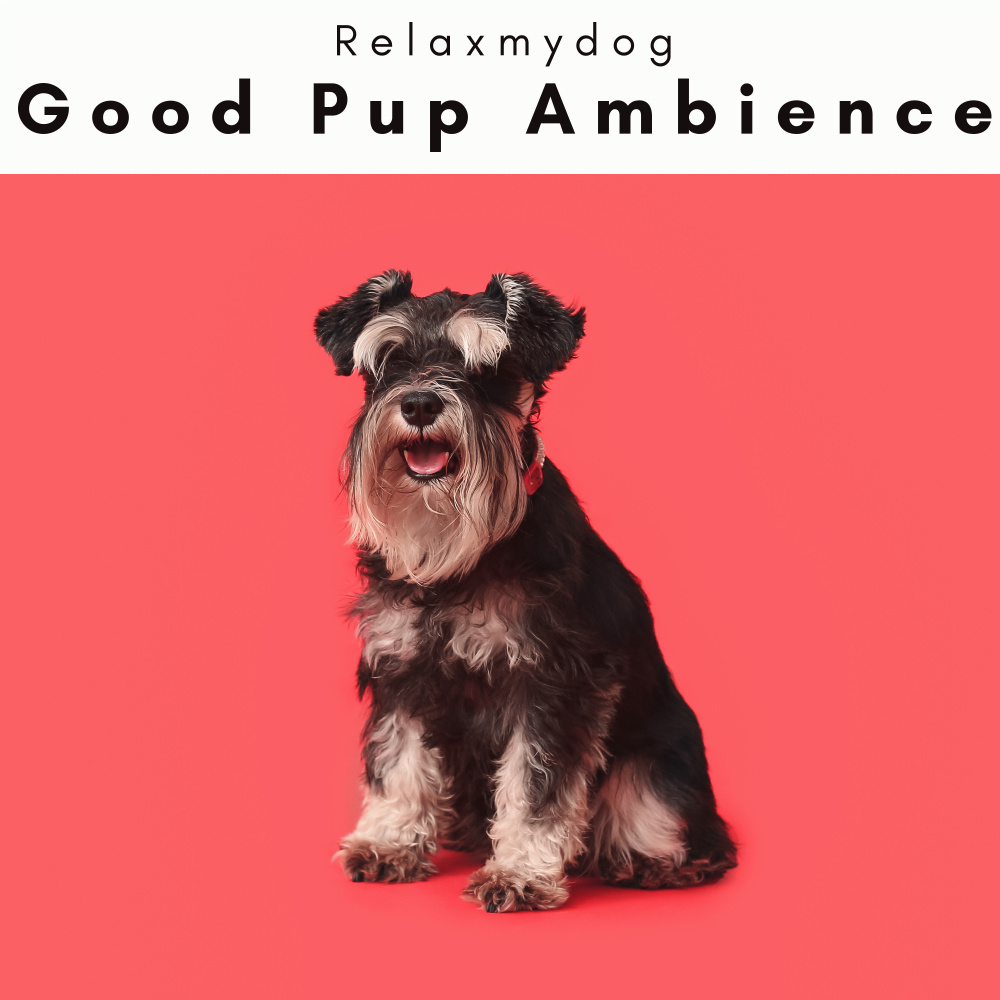 Soft Melodies for Curious Dogs