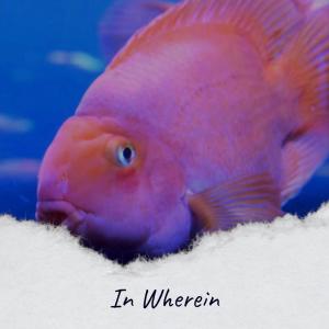 Various的专辑In Wherein