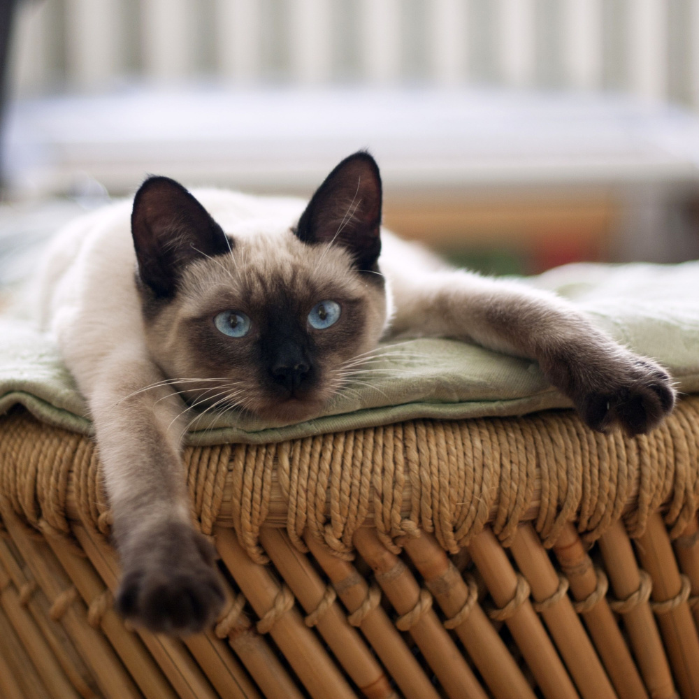 Rainy Bliss Feline Serenity