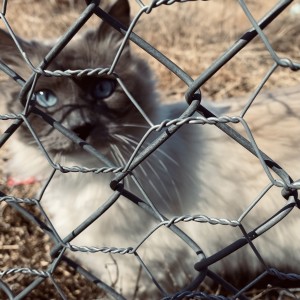 ดาวน์โหลดและฟังเพลง Anything Really พร้อมเนื้อเพลงจาก The Great Emu War Casualties