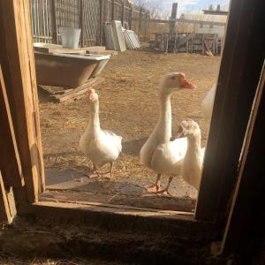 Low Goose的專輯L**** street, 27