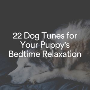 收听Calm Dog Music的Doggy Dreamland, Pt. 3歌词歌曲