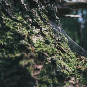Spiritual Music | New Age Music | Deep, Restful Sleep dari Nature Sounds Nature Music