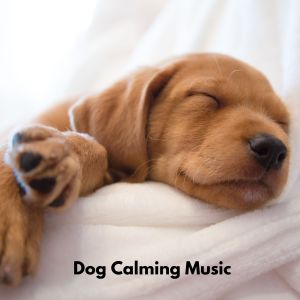 อัลบัม Chill Dogs ศิลปิน Dog Calming Music