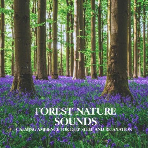 Nature Sounds For Focus的專輯Forest Nature Sounds Calming Ambience for Deep Sleep and Relaxation