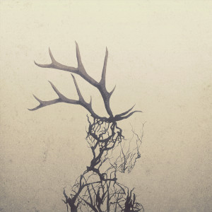 Album Antelope from Penelope Antena